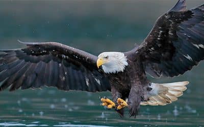 Alaskan Cruise Post 3